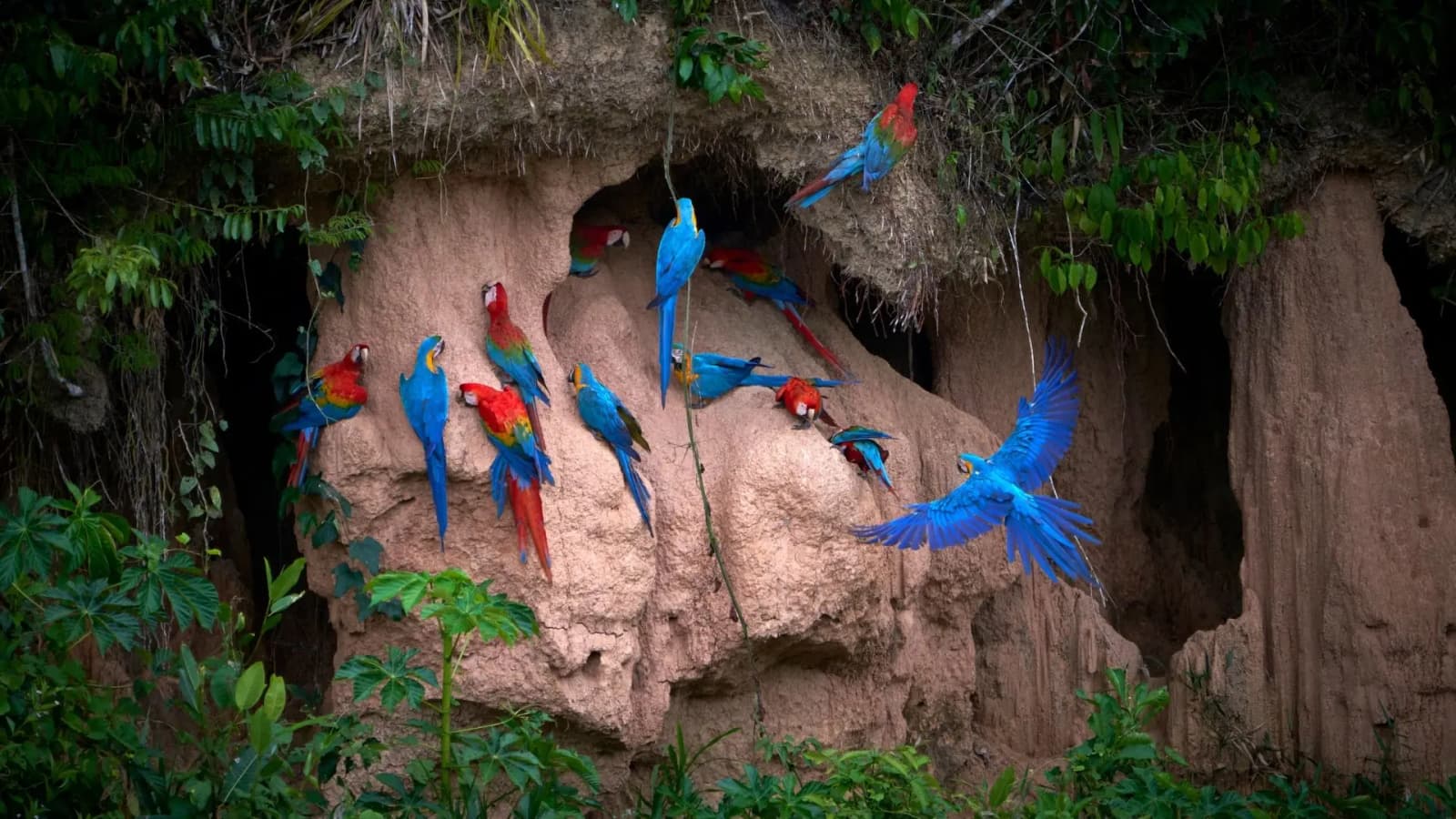 Tambopata (Amazon)